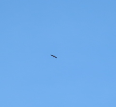 Haliaeetus albicilla