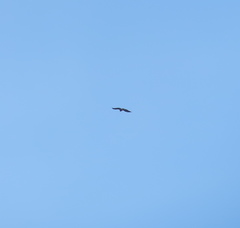 Haliaeetus albicilla