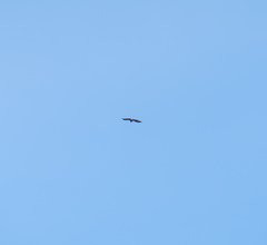 Haliaeetus albicilla