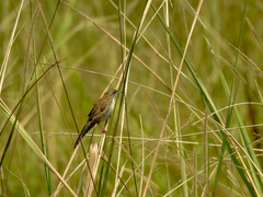 Catriscus brevirostris