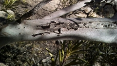 Ornithostaphylos oppositifolia