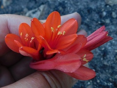 Cyrtanthus ventricosus