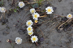 Endocellion glaciale