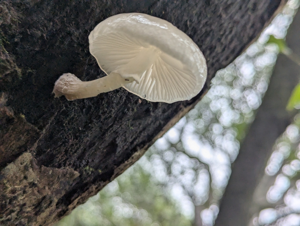 Oudemansiella venosolamellata