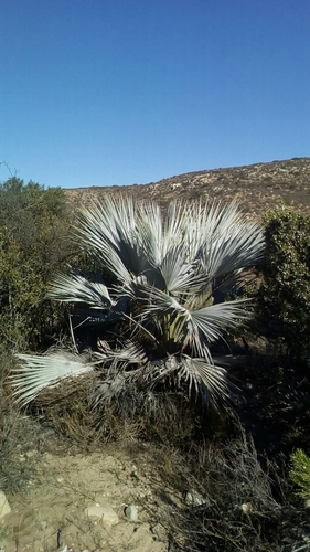 Blue Hesper Palm