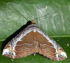 Zurobata vacillans