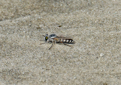 Laphystia litoralis