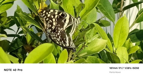 Citrus Swallowtail