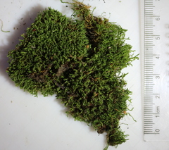Vinealobryum nicholsonii