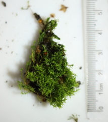 Vinealobryum nicholsonii