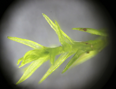 Vinealobryum nicholsonii