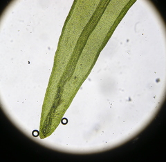 Vinealobryum nicholsonii