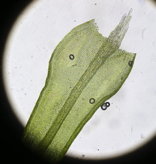 Vinealobryum nicholsonii