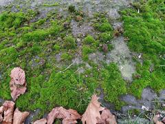 Vinealobryum nicholsonii