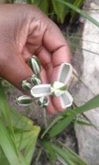 Albuca setosa