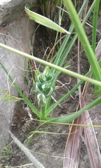 Albuca setosa