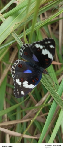 Blue-spot Pansy