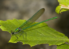 Calopteryx angustipennis