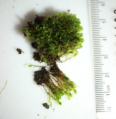 Ptychostomum capillare