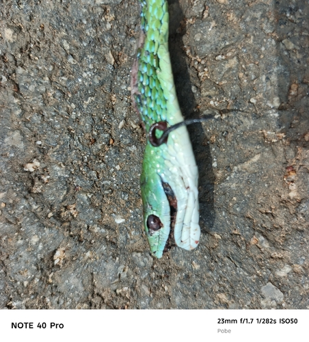 Spotted Bush Snake