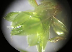 Ptychostomum capillare