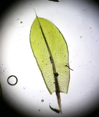 Ptychostomum capillare