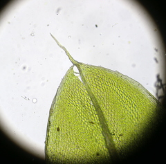 Ptychostomum capillare