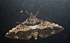 Nacoleia amphicedalis
