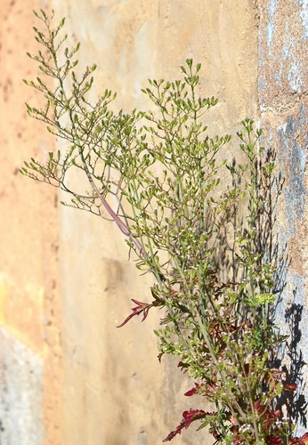 Annual Valerian