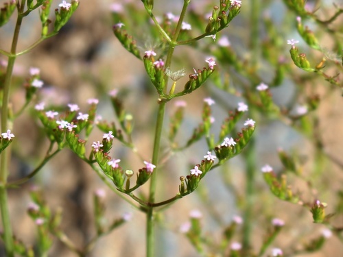 Annual Valerian