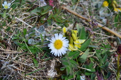 Erigeron komarovii