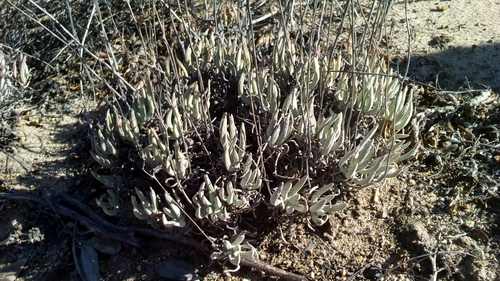 Dudleya attenuata ssp. orcuttii