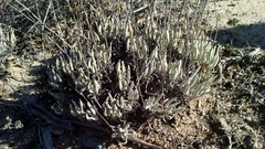 Dudleya attenuata