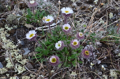 Erigeron komarovii