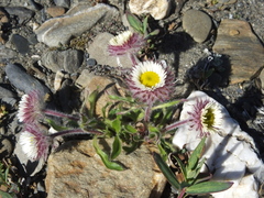 Erigeron komarovii