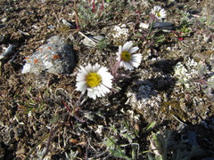 Erigeron komarovii