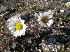 Erigeron komarovii