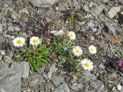 Erigeron komarovii