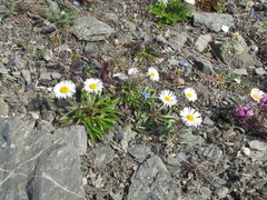 Erigeron komarovii