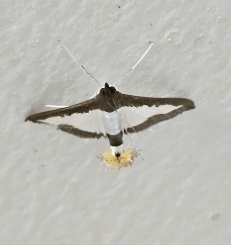 Cucumber Moth
