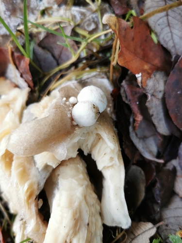 Volvariella surrecta — (c) Paulame, some rights reserved (CC BY)
