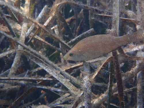 Symphodus cinereus