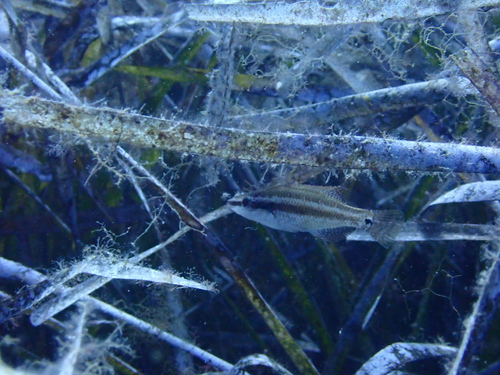Symphodus ocellatus