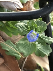 Veronica persica