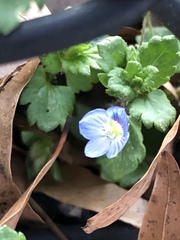 Veronica persica