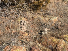 Echinocereus reichenbachii baileyi
