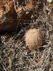 Echinocereus reichenbachii baileyi