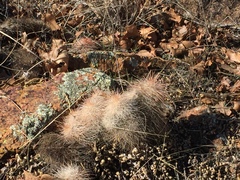 Echinocereus reichenbachii baileyi
