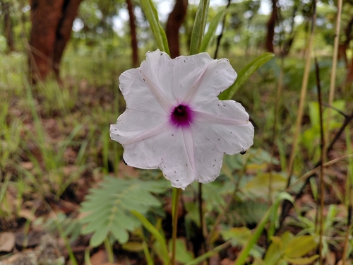Ipomoea welwitschii observed 2025-11-12