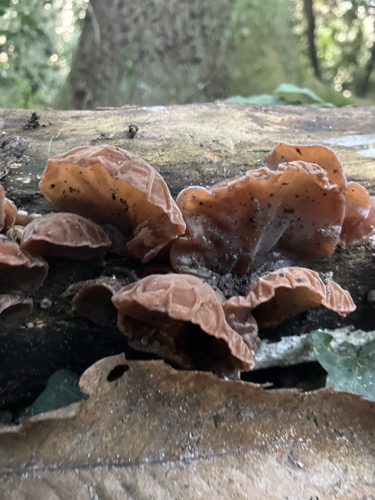 Auricularia auricula-judae · November 2025 · photo: © empressmoth (iNaturalist, cc0)